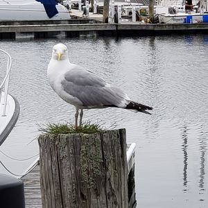 Meet your Posher, Claire